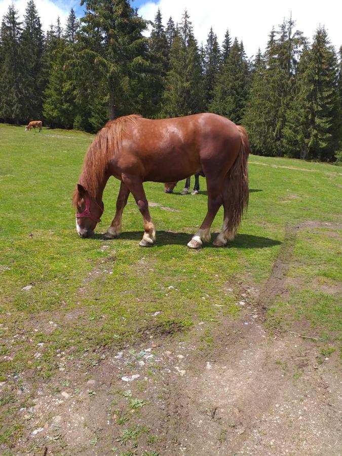 Pensiunea Floare De Colt Jósikafalva Kültér fotó